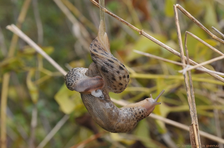 Accoppiamento di Limax maximus in terra pisana